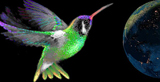 colibripurpura